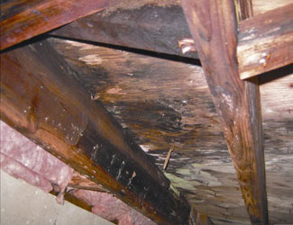 mold and rot in a Schenectady crawl space