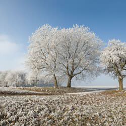 Frost covering trees and a grassy field in Fort Edward